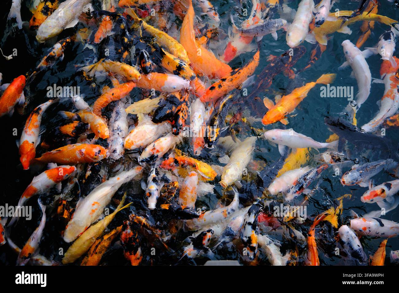 molti pesci koi colorati che nuotano su uno sfondo scuro Foto Stock