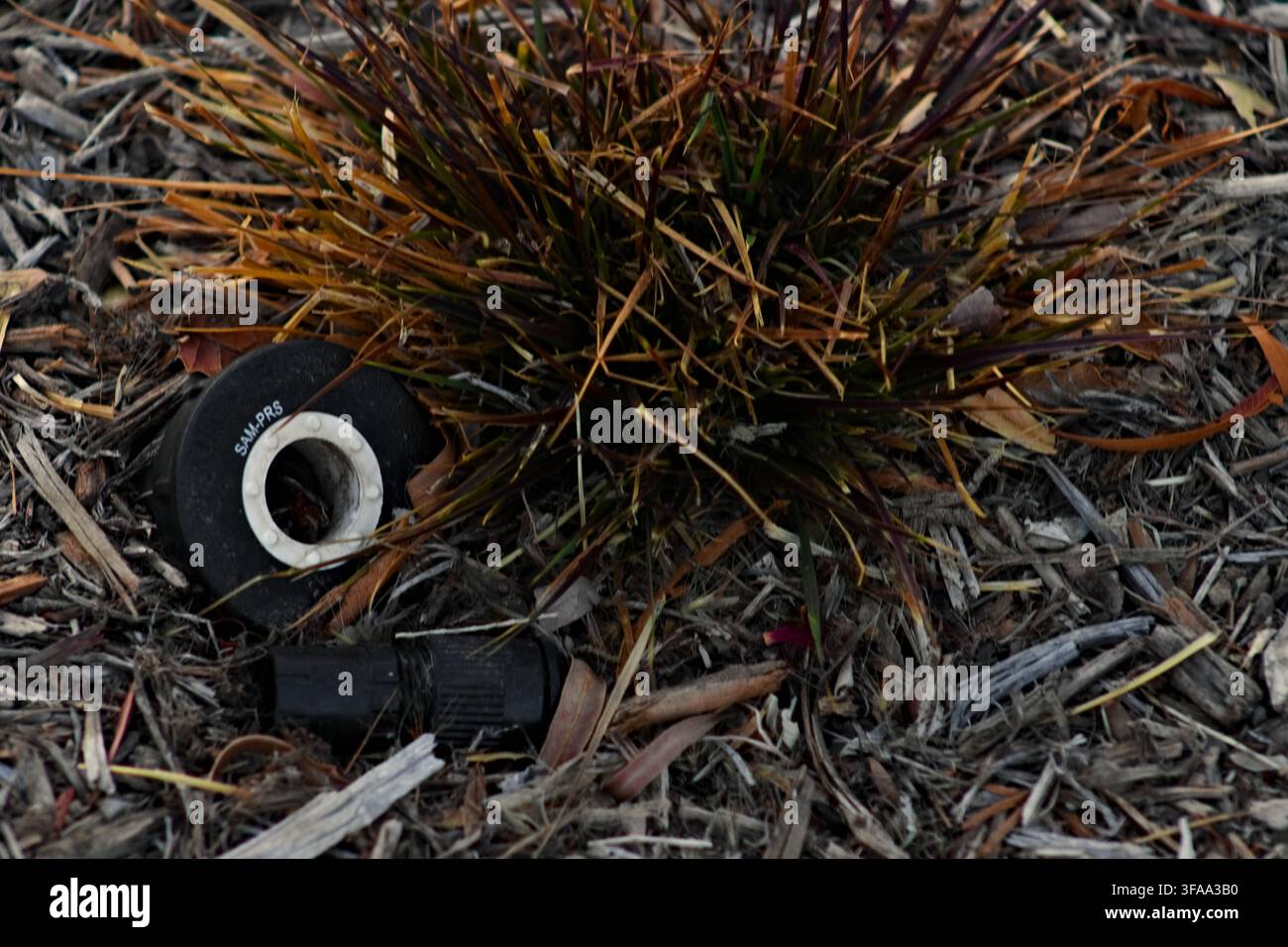 Una testa di irrigatore staccata e una bocchetta giacciono tra erba ornamentale secca e pacciame di legno, rivelando un piccolo problema di manutenzione dell'irrigazione del paesaggio. Foto Stock