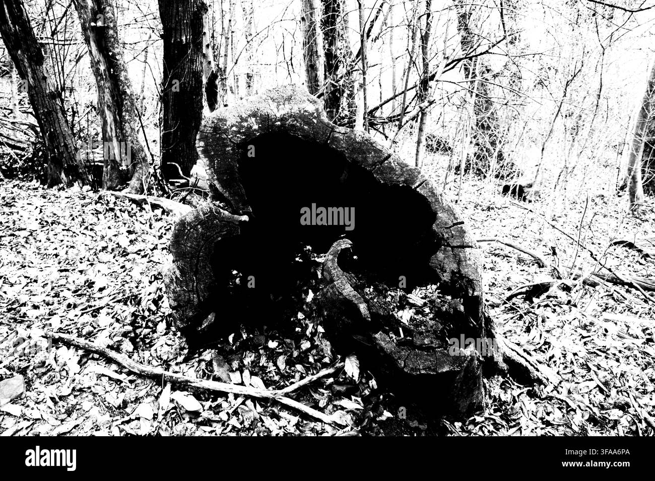 baulo di legno vuoto tra i cespugli Foto Stock