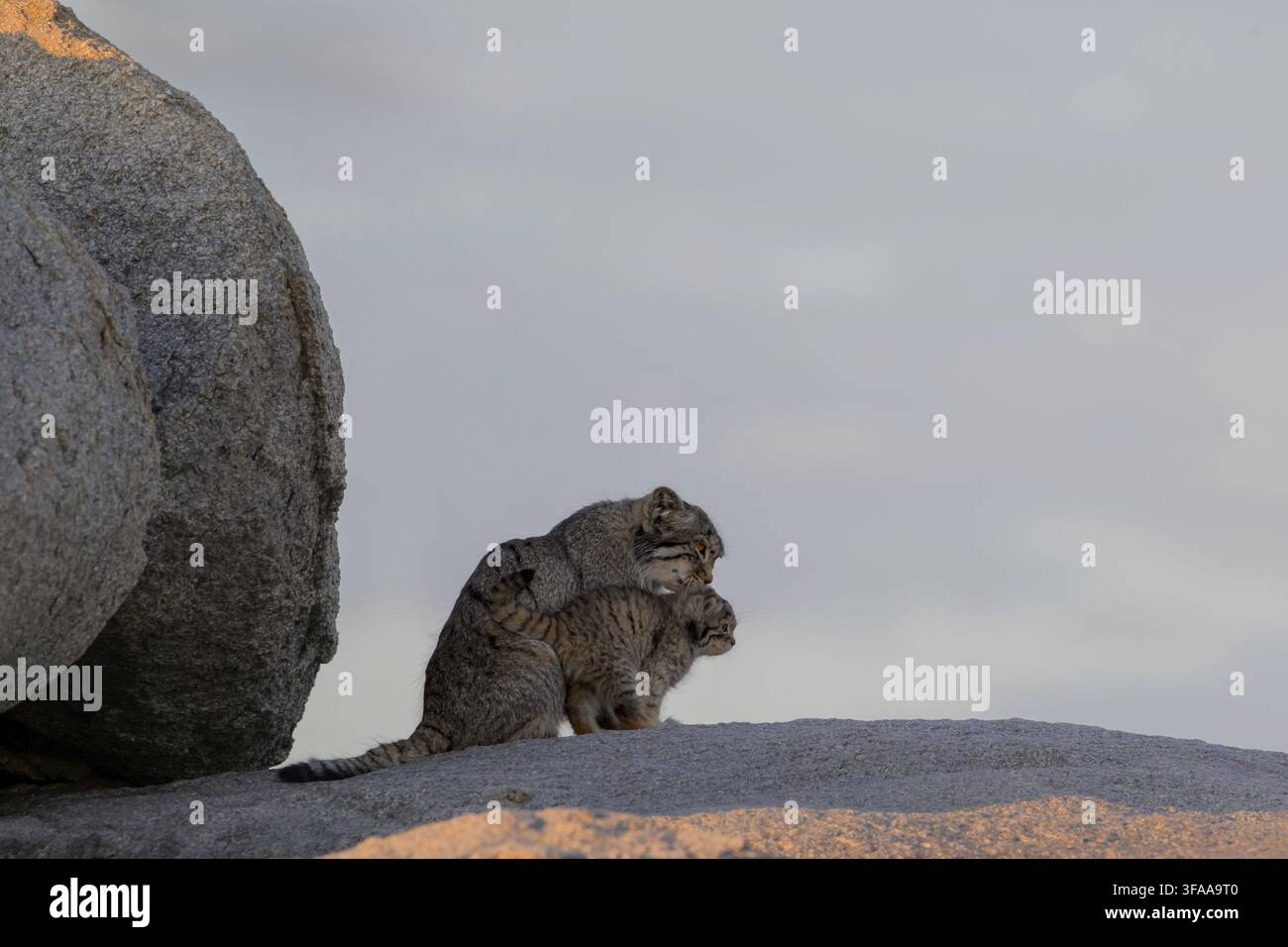 Due gatti che mostrano un'interazione affettuosa su una superficie rocciosa, gatto di Pallas, Otocolobus manul, Mongolia Foto Stock