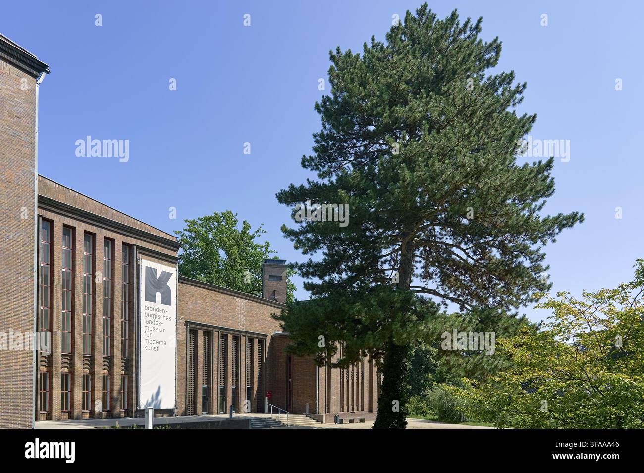 Museo Statale d'Arte Moderna di Brandeburgo, ad agosto, un pino scozzese (Pinus sylvestris) nel suo stato estivo, che si distingue come un albero suggestivo nella vasta distesa aperta Foto Stock