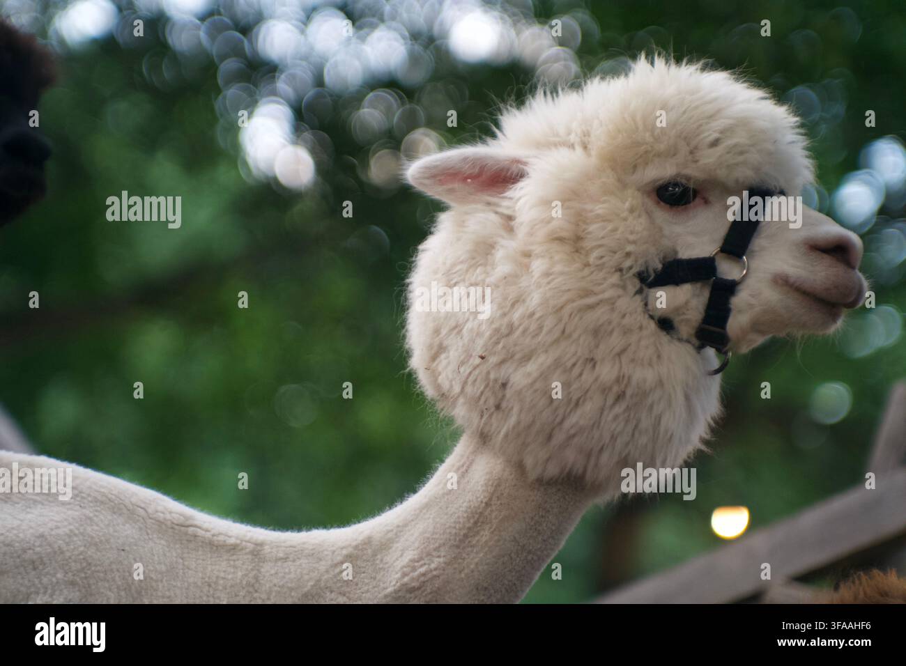 Ritratto ravvicinato di un'adorabile alpaca bianca con un'imbracatura che guarda la telecamera all'aperto Foto Stock