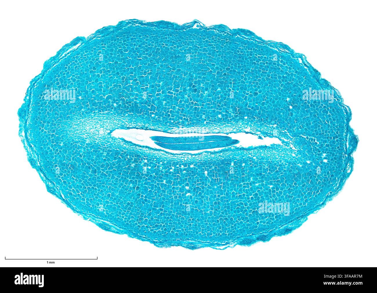 Seme di Pisum, seme di pisello colorato, sezione longitudinale, al microscopio ottico. Foto Stock