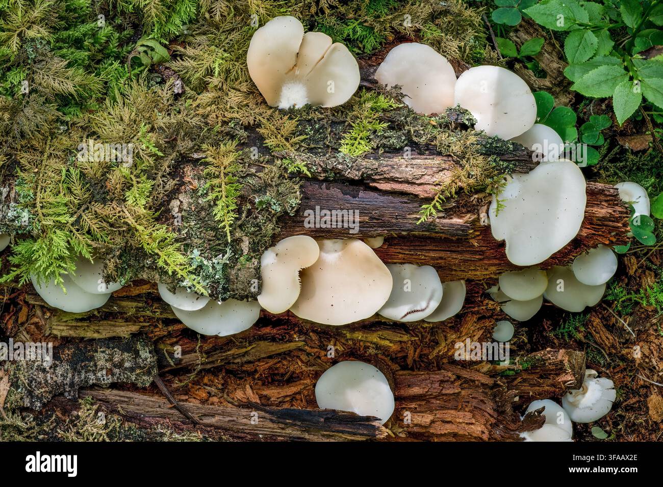 Ala d’angelo (Pleurocybella porrigens) da Hidra, Agder, nella Norvegia sud-occidentale ad agosto. Foto Stock