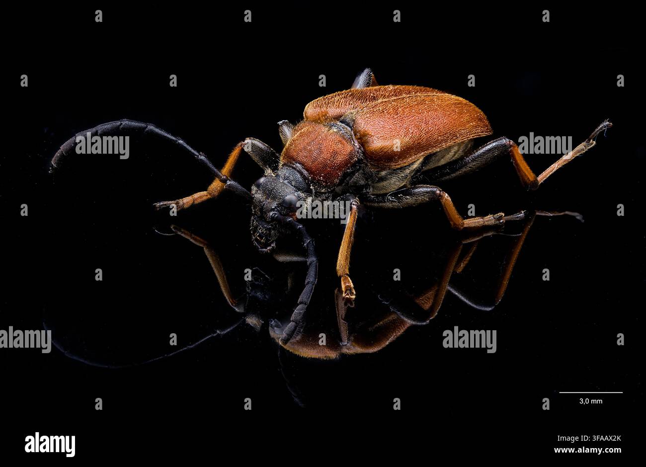 Scarabeo longicornide marrone-rosso (Stictoleptura rubra, femmina). Foto Stock