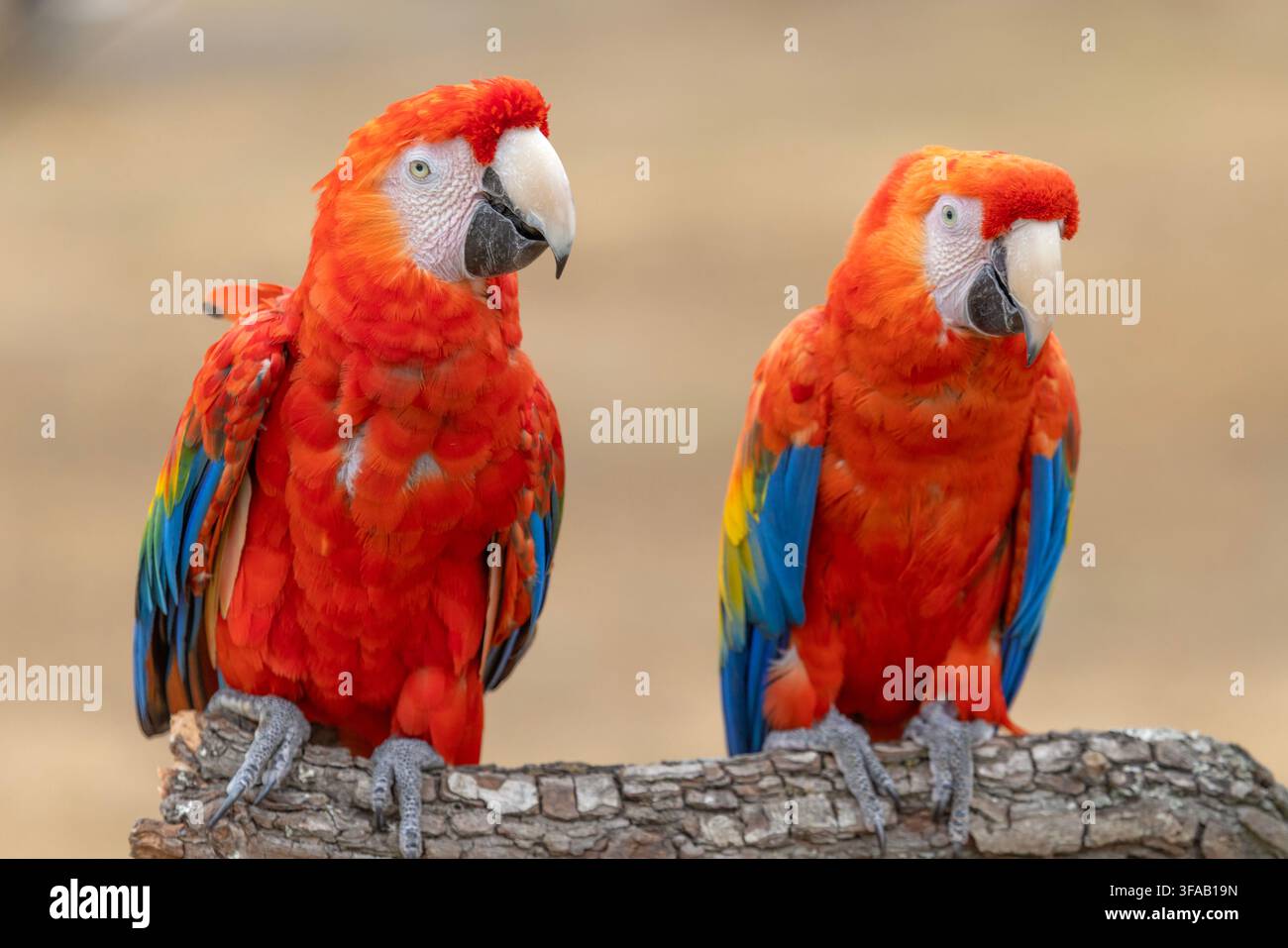Ritratto ravvicinato di due ara scarlatti (Ara macao), che mostrano piume rosso vivace, blu e gialle su uno sfondo naturale morbido. Tropi colorato Foto Stock