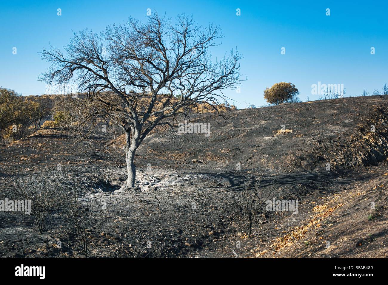 Albero bruciato e collina annerita dopo gli incendi estivi a Villa del Prado, Sierra Oeste de Madrid, Spagna, agosto 2026. Foto Stock