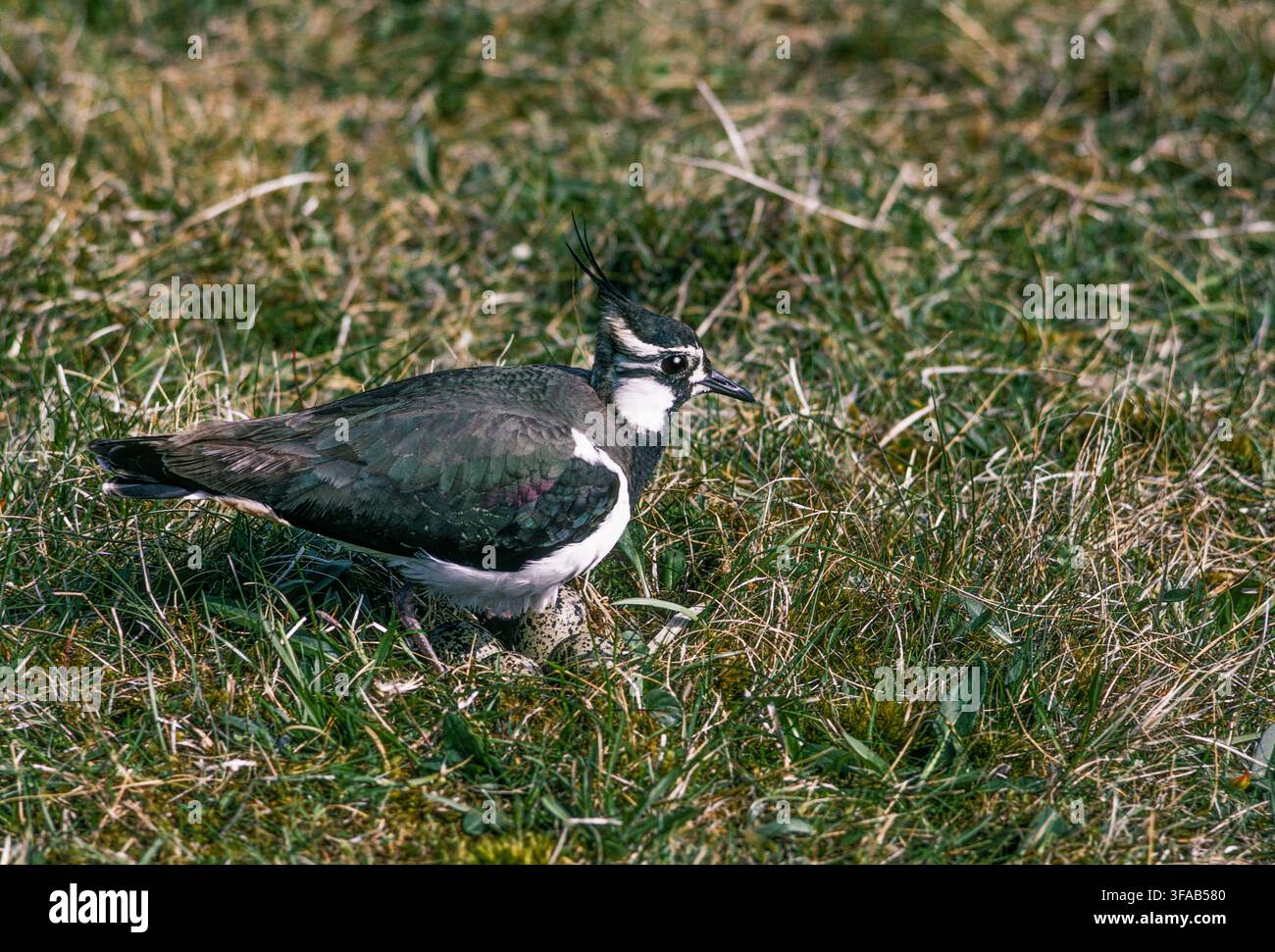 Chilopo nordico, Vanellus vanellus, uccello in lista rossa, nido con uova su pascoli, Hertfordshire, Inghilterra, Regno Unito. Foto Stock