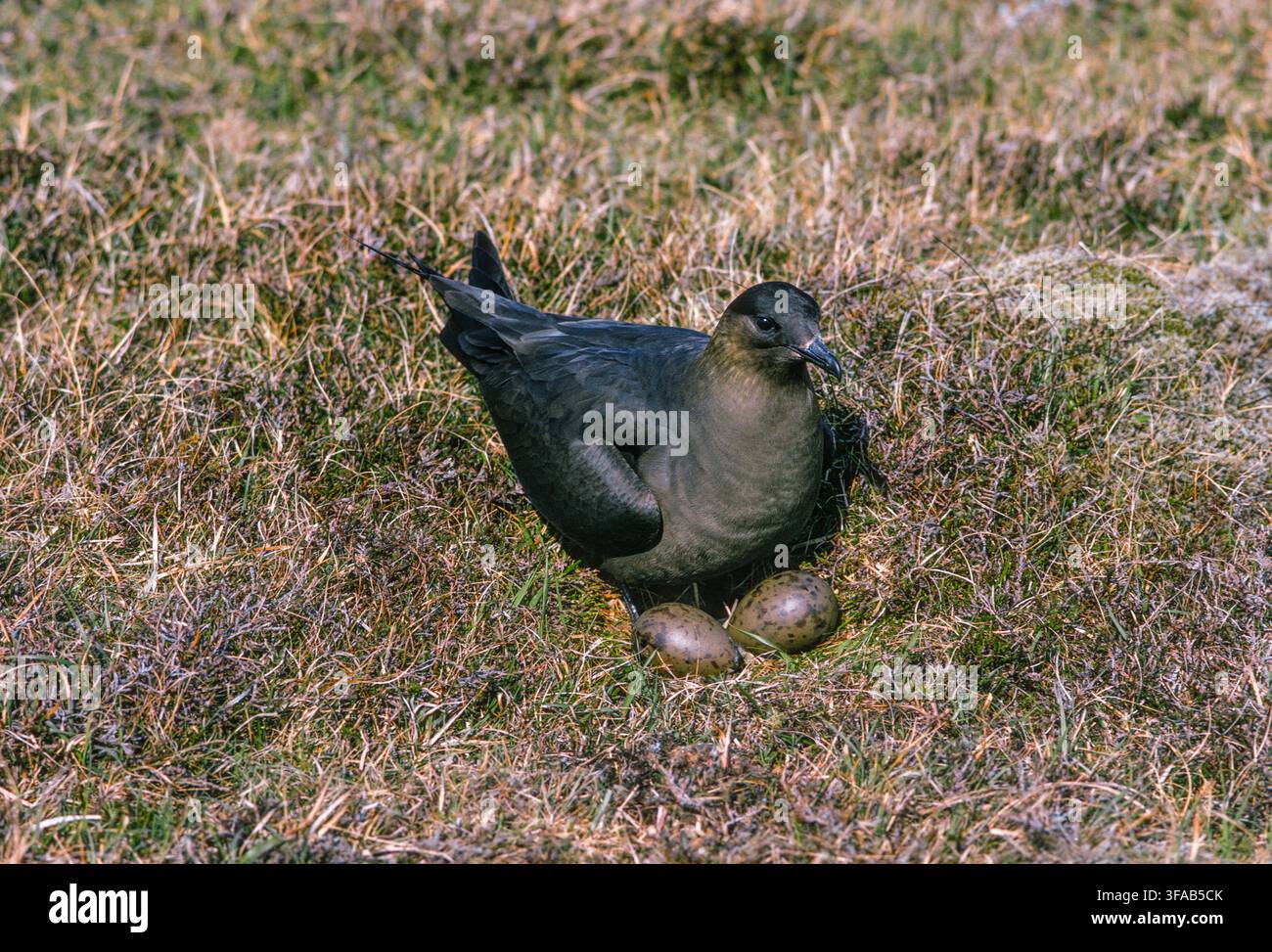 Stercorarius parasiticus adulto, in piumaggio estivo, morfo scuro, sul nido con uova, Isola di Handa, Isole Scozzesi, Scozia, Regno Unito. Foto Stock