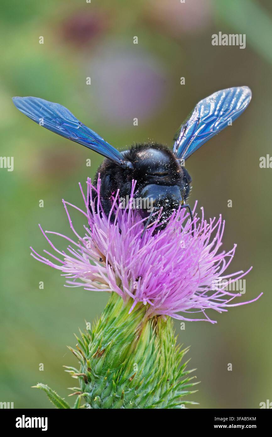 ape carpentiere viola, Xylocopa violacea, Apidae, si nutre di un fiore di cardo mariano o cardo benedetto, Asteraceae Foto Stock