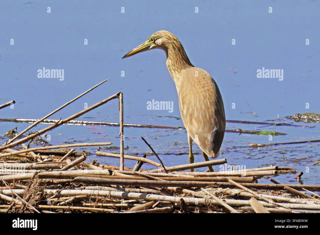 Airone Squacco in attesa di prede in un groviglio di canne al margine di un piccolo lago, Ardeola ralloides, Ardeidae Foto Stock