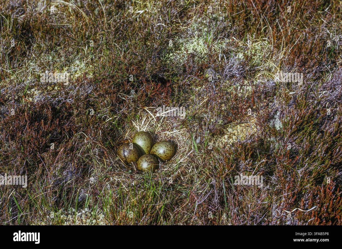 Piviere dorato eurasiatico, Pluvialis apricaria, nido con quattro uova sulla brughiera di Northumberland, Inghilterra, Regno Unito. Foto Stock