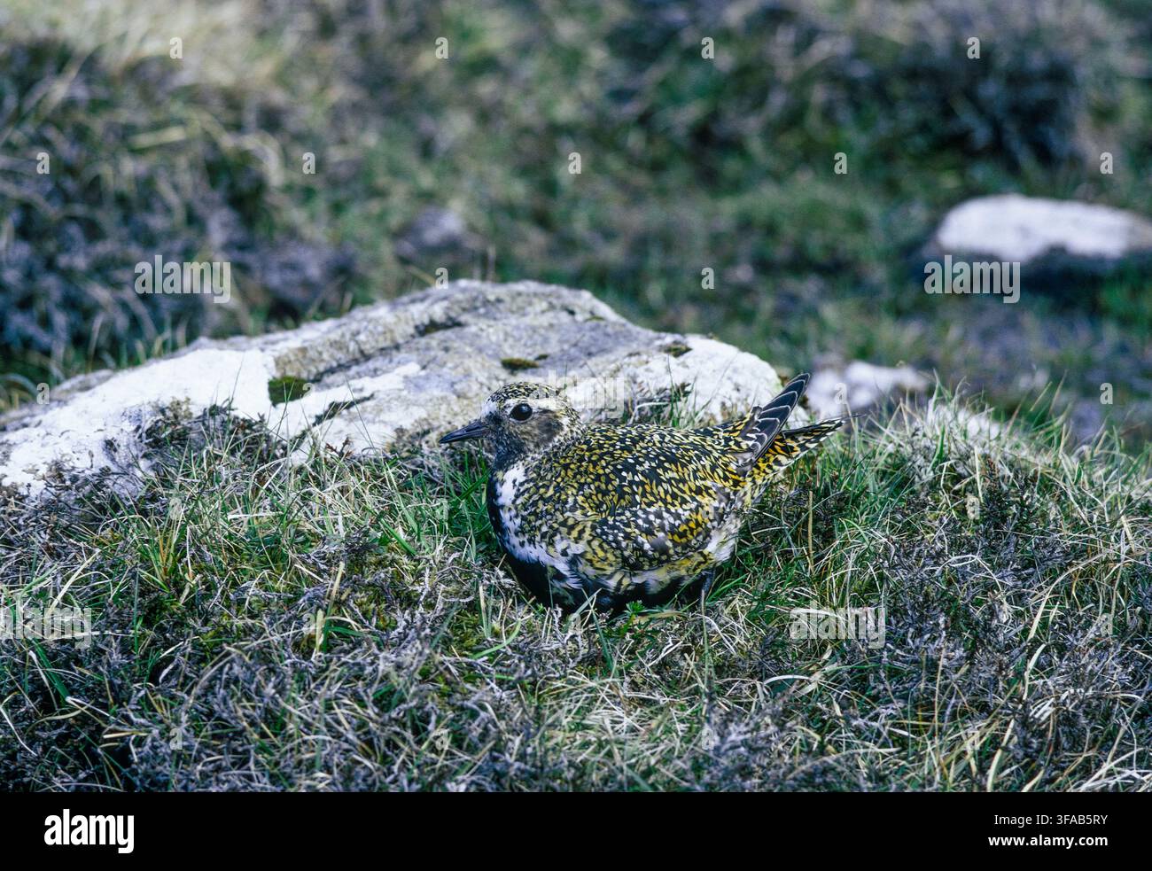 Adulto Piviere dorato eurasiatico, Pluvialis apricaria, in piumaggio estivo sul nido con uova sulle North Yorkshire Moors, Inghilterra, Regno Unito. Foto Stock
