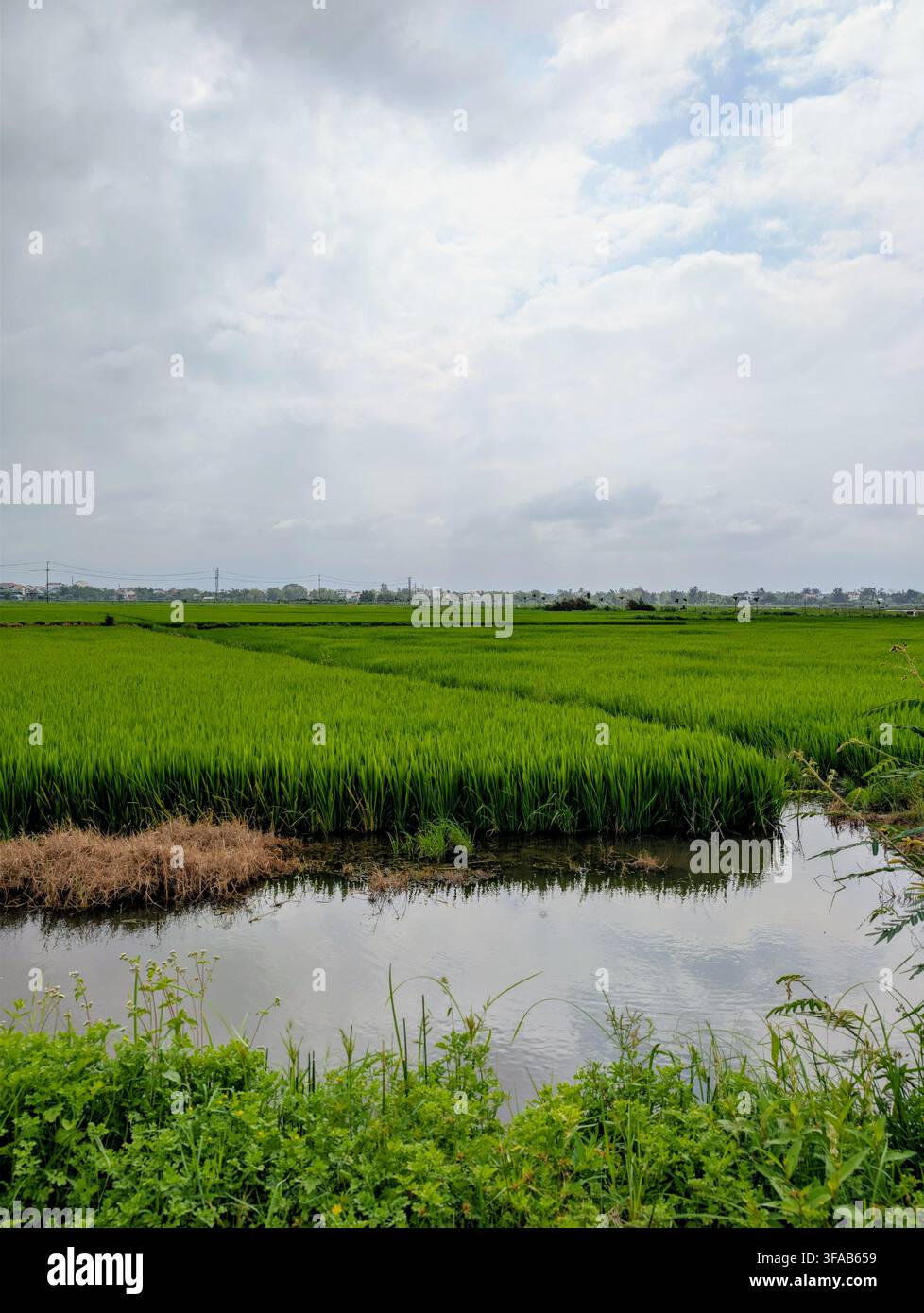 Vasta risaia verdeggiante accanto a un canale di irrigazione sotto un cielo nuvoloso nella campagna del Vietnam - Immagine stock catturata con smartphone