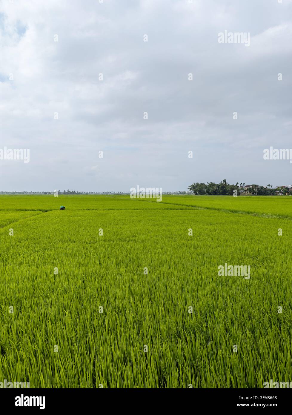 Vasta risaia verde sotto un cielo nuvoloso nella campagna del Vietnam - Immagine stock catturata con smartphone