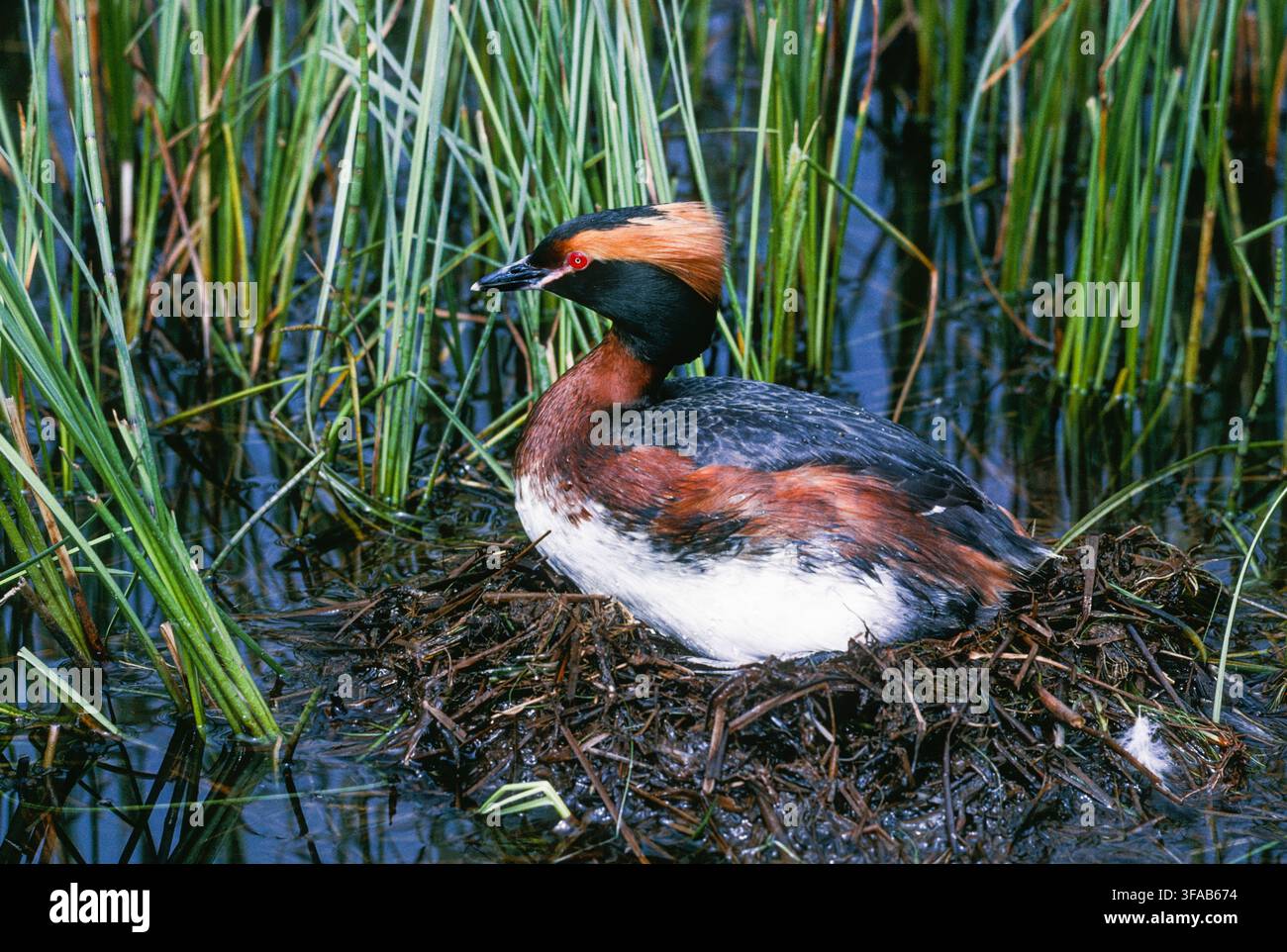 Podiceps auritus, adulto in piumaggio nuziale su un nido galleggiante tra canne / vegetazione acquatica, Highlands scozzesi, Inverness-shire, Regno Unito Foto Stock