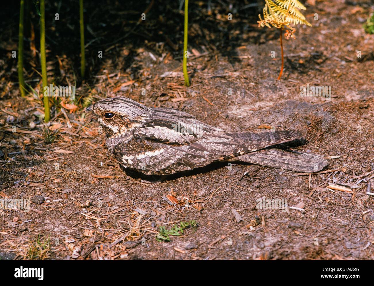 Cuculo europeo, Caprimulgus europaeus, mimetizzato sul terreno, che si riproduce nel New Forest, Hampshire, Regno Unito Foto Stock
