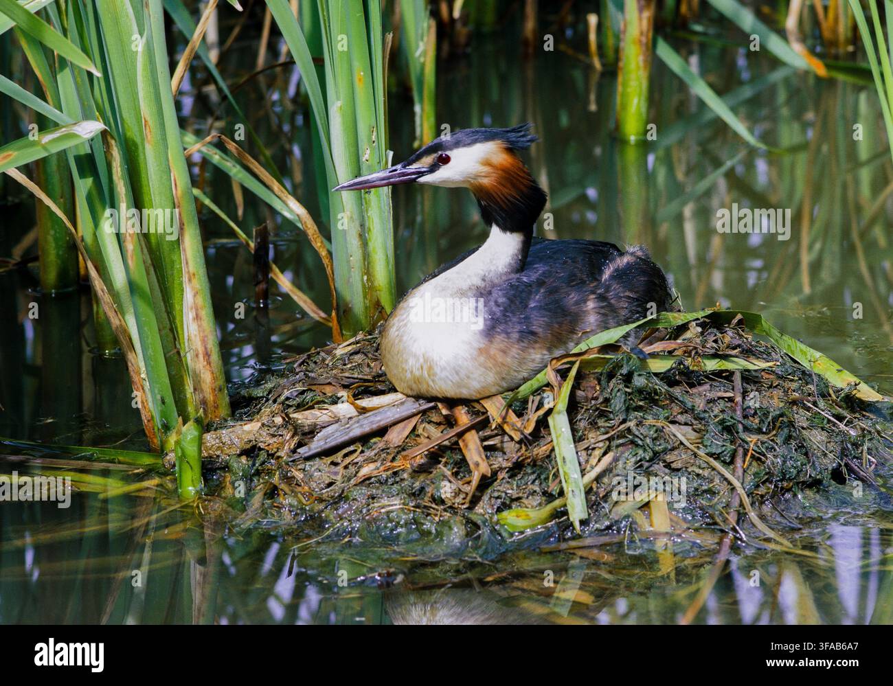 Tuffetto comune, Podiceps cristatus, adulto sul nido, Brent Reservoir, Welsh Harp, Londra, Regno Unito Foto Stock