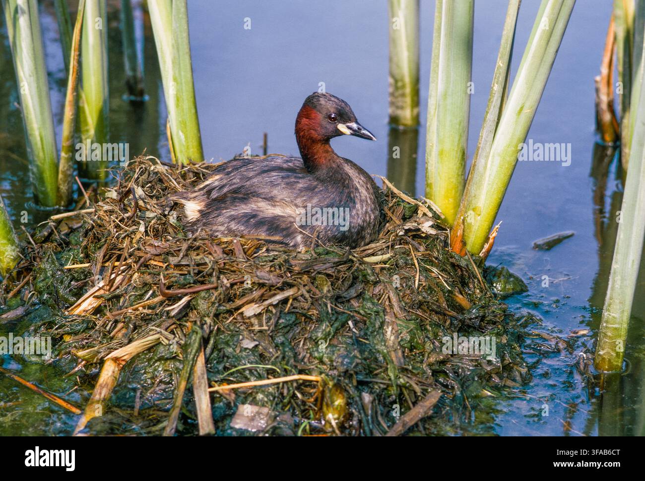 Piccolo svasso, Tachybaptus ruficollis, adulto in piumaggio nuziale su un nido galleggiante di vegetazione acquatica in decomposizione, Brent Reservoir, Londra, Regno Unito. Foto Stock