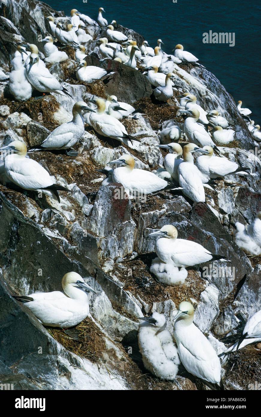 Sula bassana, Morus bassana, colonia riproduttiva su scogliere rocciose a Bass Rock, Firth of Forth, al largo della costa di East Lothian, Scozia, Regno Unito Foto Stock