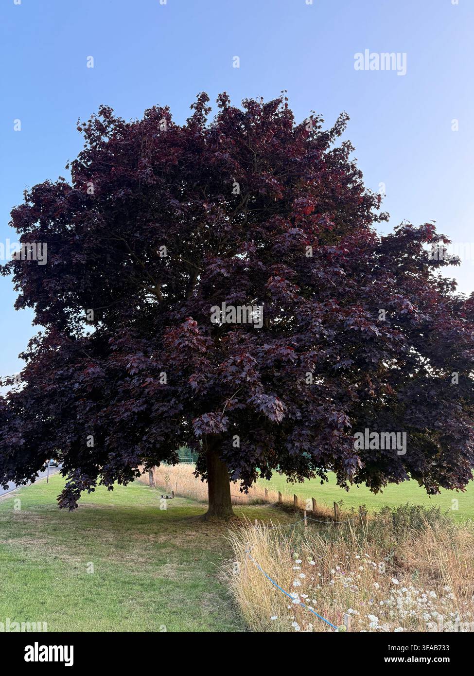 Faggio a foglia viola isolato in un campo aperto Foto Stock