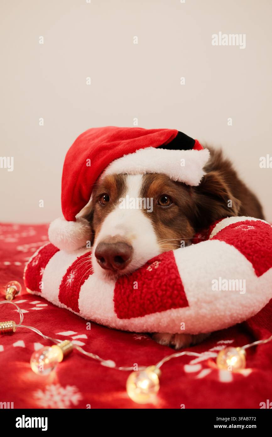 Pastore australiano che riposa su una coperta rossa con un cappello da Babbo Natale, appoggiando la testa su un morbido cuscino a forma di caramella. Luci calde creano un'atmosfera accogliente e festosa Foto Stock