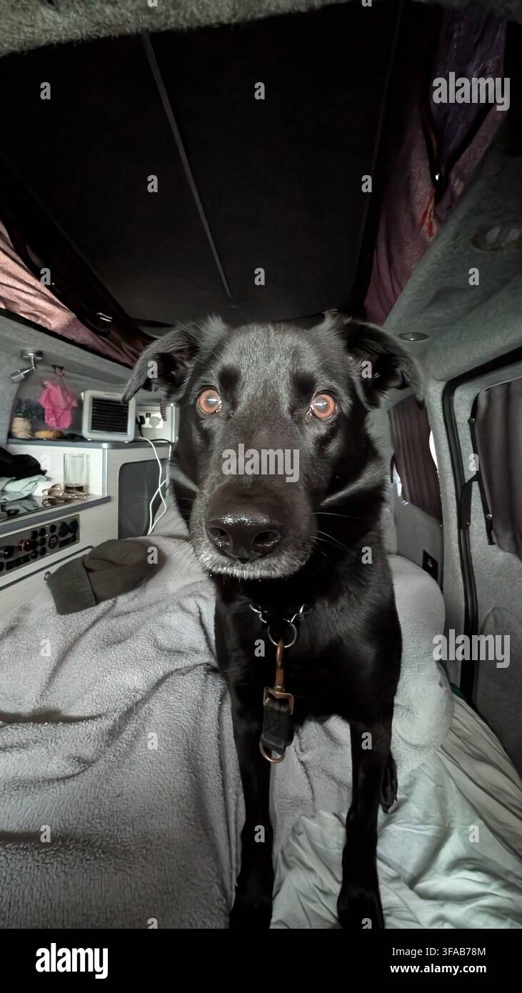 Cane meticcio Labrador/Collie nero seduto all'interno di una conversione di camper Foto Stock