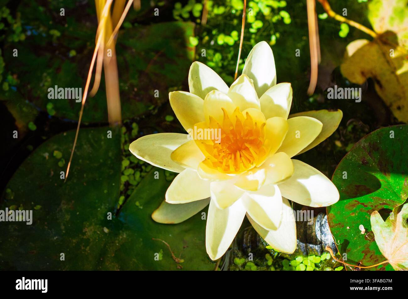 Ninfea gialla con un centro arancione galleggia sull'acqua scura. Foglie di ninfea verdi e piccole piante verdi circondano il fiore. La luce del sole illumina la sce Foto Stock