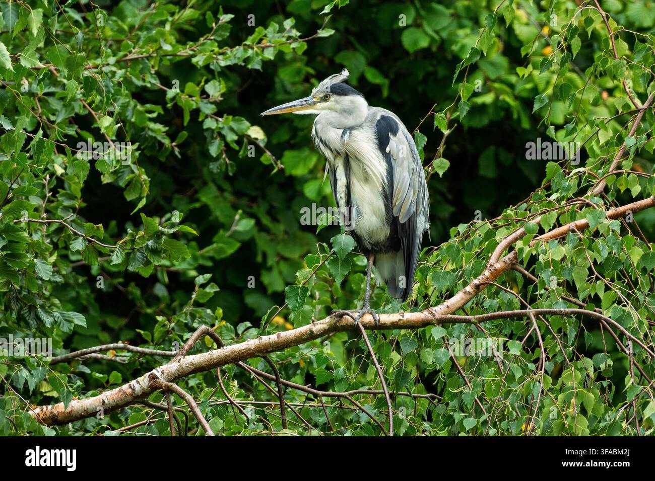 Un maestoso airone cenerino si erge alto su un ramo di betulla argentata, osservando attentamente i suoi dintorni. La scena è viva con i verdi rigogliosi della natura i Foto Stock