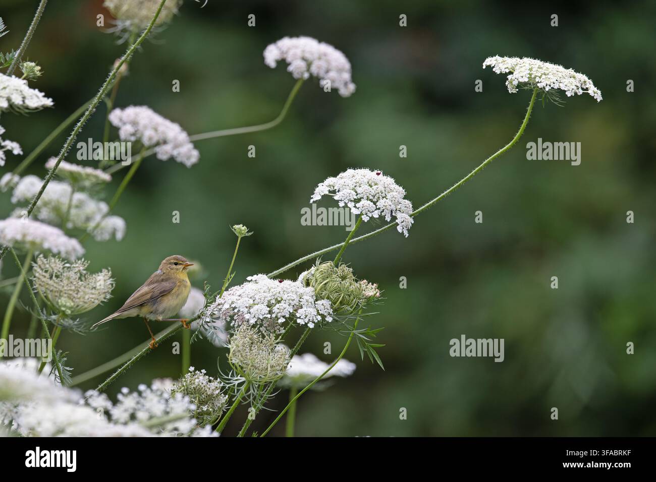 Sibilla piangente (Phylloscopus trochilus) adulta che caccia e si nutre di insetti nei fiori della carota selvatica (Daucus carota) Derbyshire luglio 2026 Foto Stock