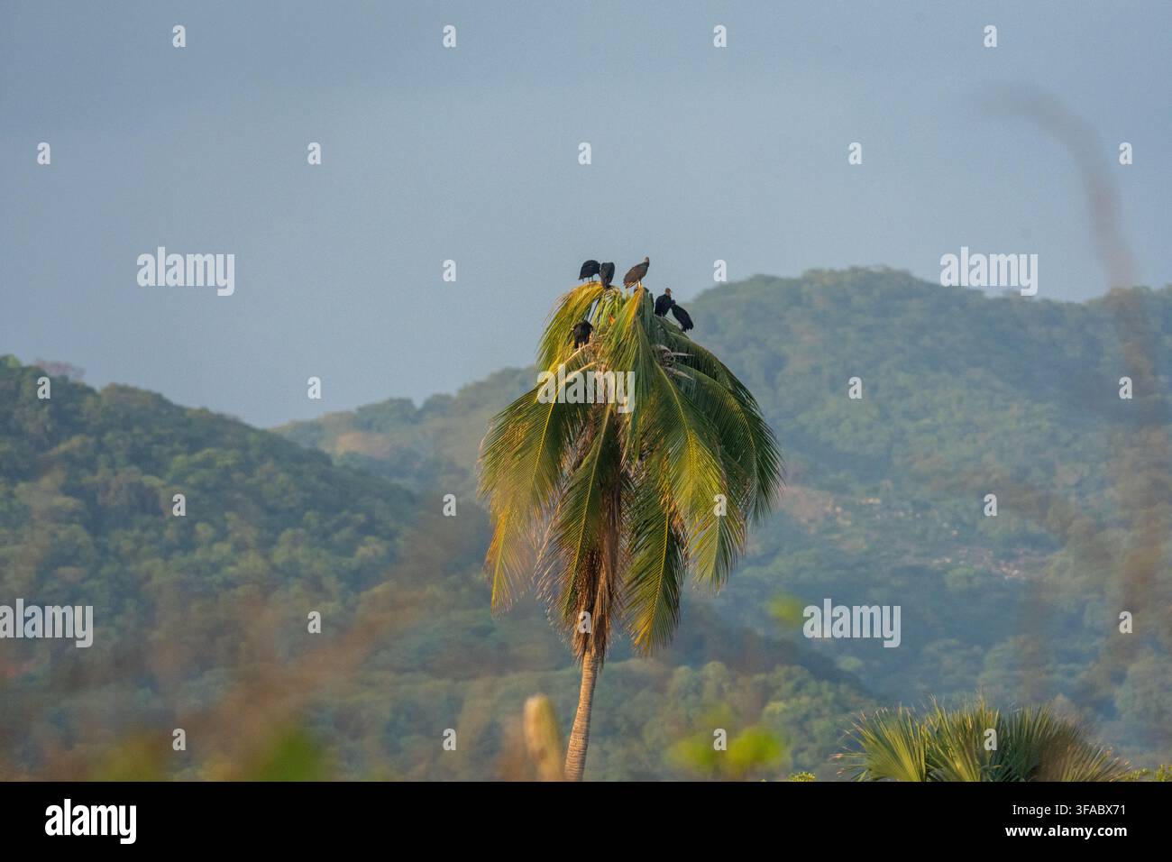 Avvoltoi appollaiati su una grande palma con montagne verdi e lussureggianti sullo sfondo Foto Stock