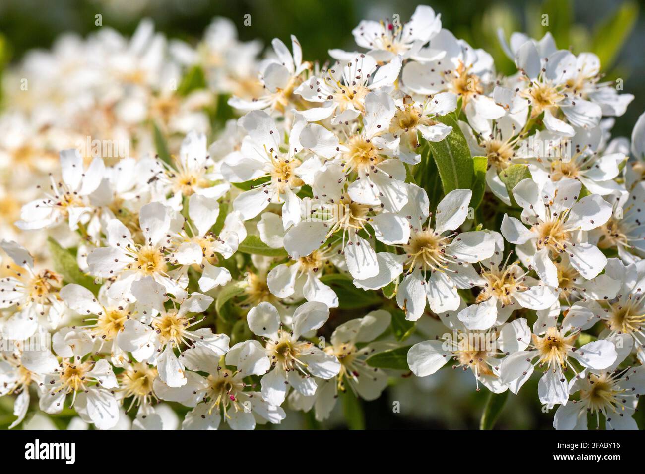 Primo piano di fiori di pera selvatica bianca Pyrus spinosa in fiore su un ramo in primavera Foto Stock