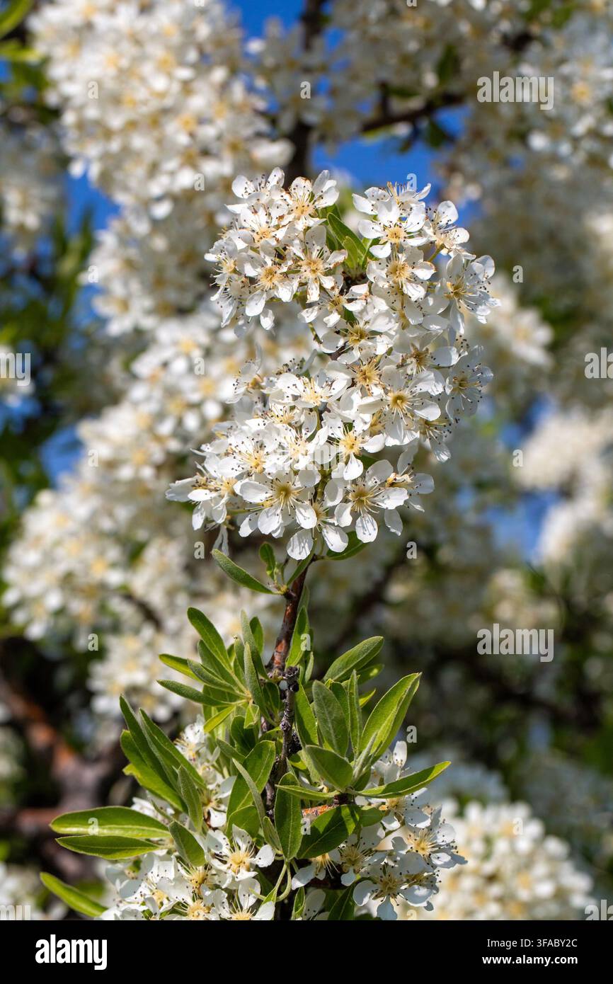 Primo piano di fiori di pera selvatica bianca Pyrus spinosa in fiore su un ramo in primavera Foto Stock