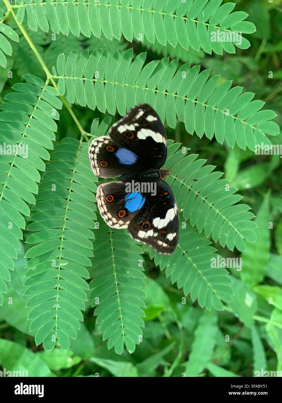 Una farfalla tropicale che riposa su fogliame all'interno dei Sussex Butterfly Gardens alla Middleton Common Farm vicino a Uckfield, East Sussex, Regno Unito. - Immagine stock catturata con smartphone