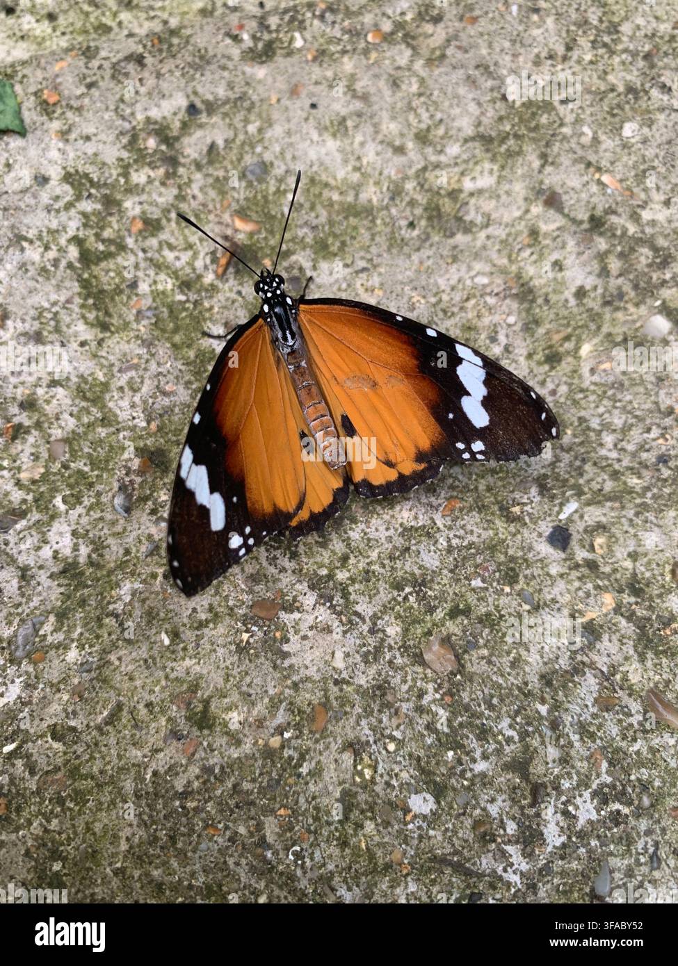 Una farfalla tropicale che riposa su fogliame all'interno dei Sussex Butterfly Gardens alla Middleton Common Farm vicino a Uckfield, East Sussex, Regno Unito. - Immagine stock catturata con smartphone