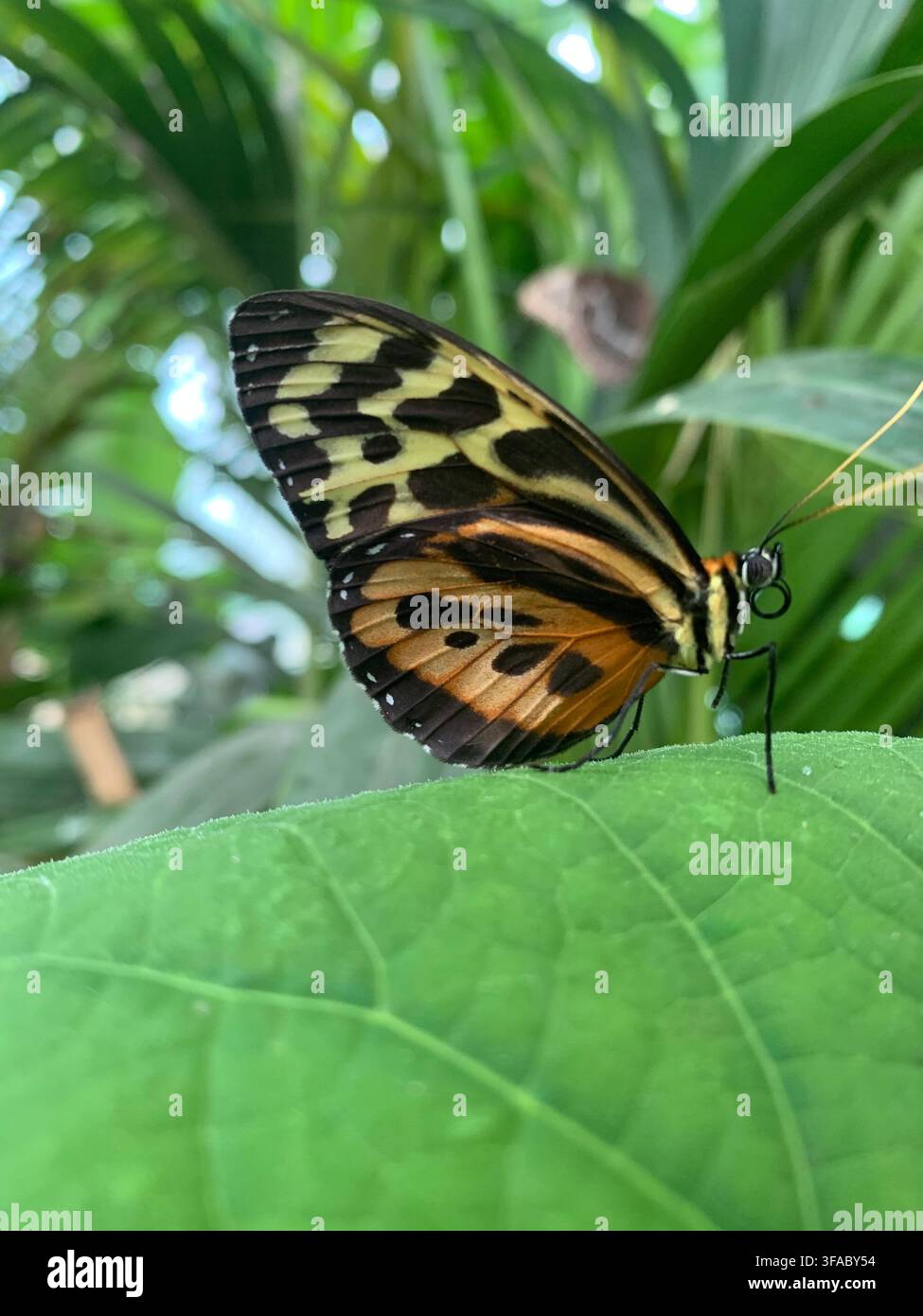 Una farfalla tropicale che riposa su fogliame all'interno dei Sussex Butterfly Gardens alla Middleton Common Farm vicino a Uckfield, East Sussex, Regno Unito. - Immagine stock catturata con smartphone