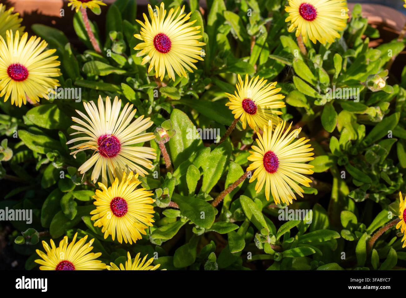 Sfondo a cornice intera di margherite di Livingstone gialle Dorotheanthus bellidiformis al sole Foto Stock