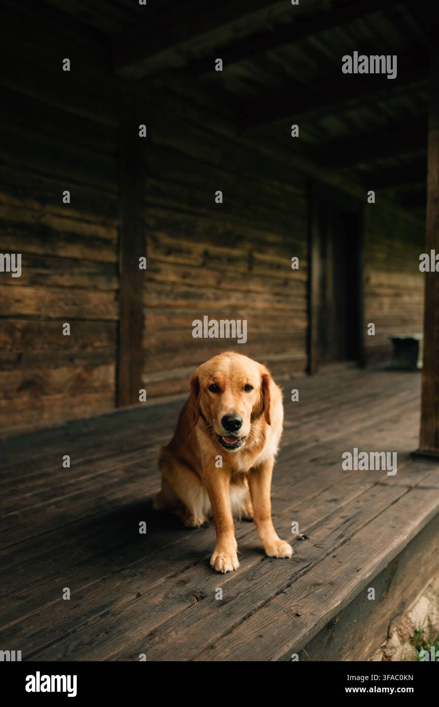 Cane dorato in estate Foto Stock