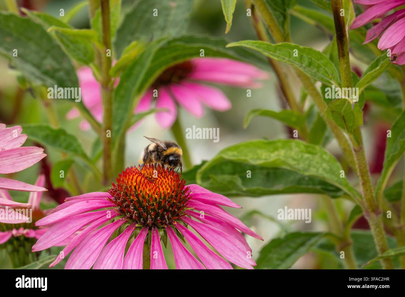 Bumblebee che si nutre di un fiore di echinacea rosa vibrante in un giardino estivo, catturando l'impollinazione naturale in azione. Foto Stock