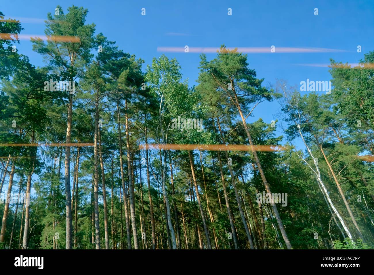 Trasformazione strutturale della silvicoltura e produzione di legname commerciale ad agosto, con pino silvestre (Pinus sylvestris) e betulla bianca (Betula pendula) Foto Stock