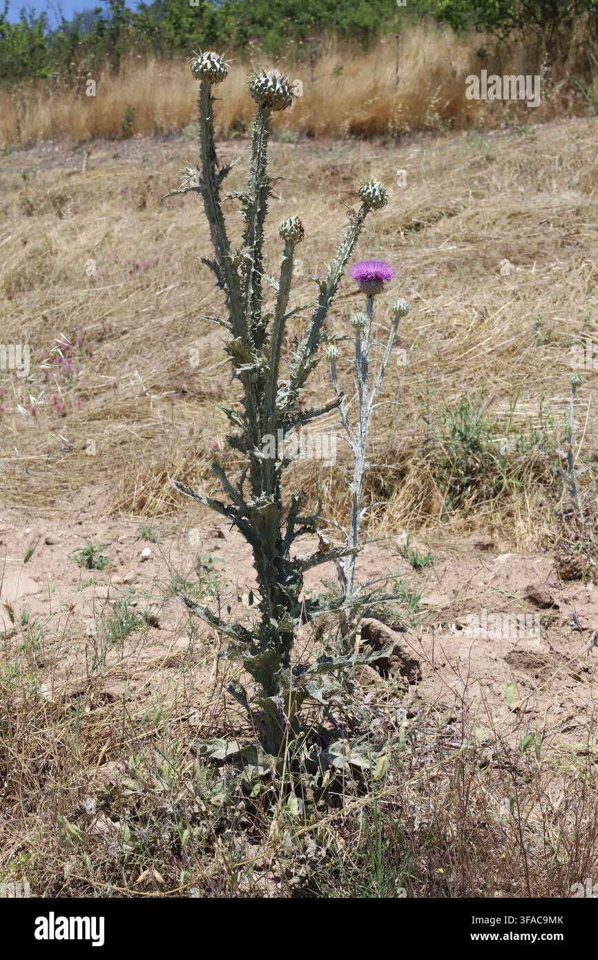 Onopordum illyricum subsp. cardunculus, Asteraceae. Pianta selvatica scattata in estate. Foto Stock