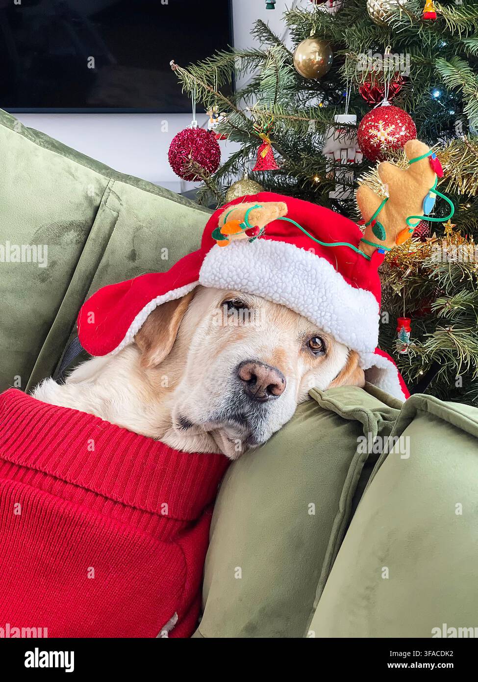 Labrador retriever giallo con un cappello di Babbo Natale e un maglione rosso riposa comodamente su un divano verde accanto a un albero di Natale decorato a casa. Foto Stock