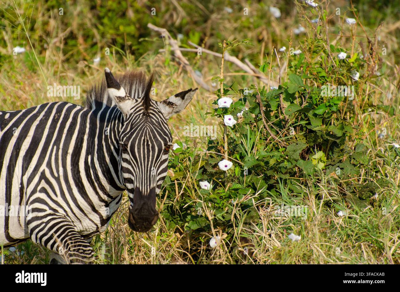 Zebra della pianura che riposa tra la vegetazione verde in Tanzania, Africa orientale Foto Stock