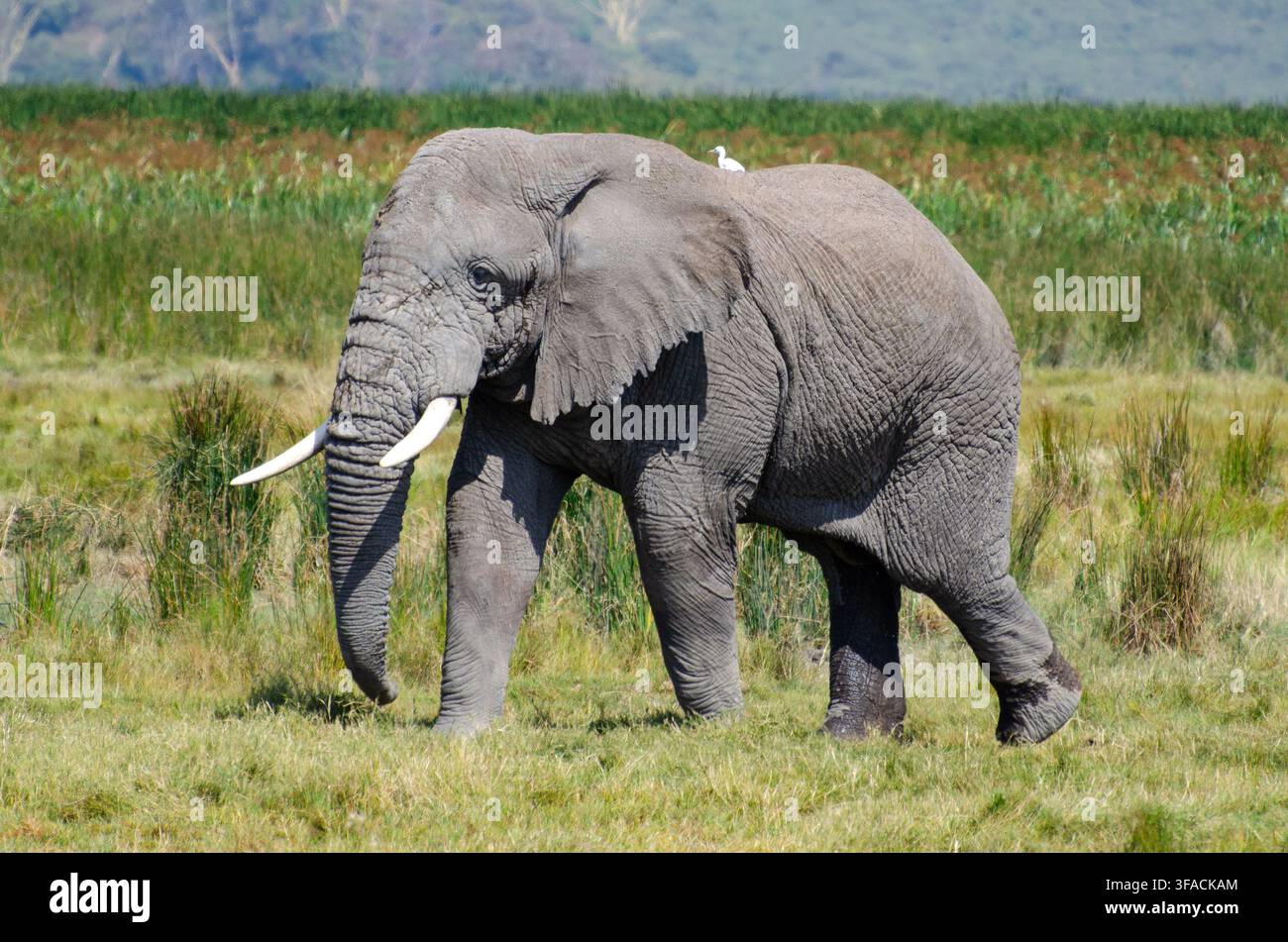 Elefante che cammina attraverso una prateria aperta in Tanzania, Africa Orientale Foto Stock