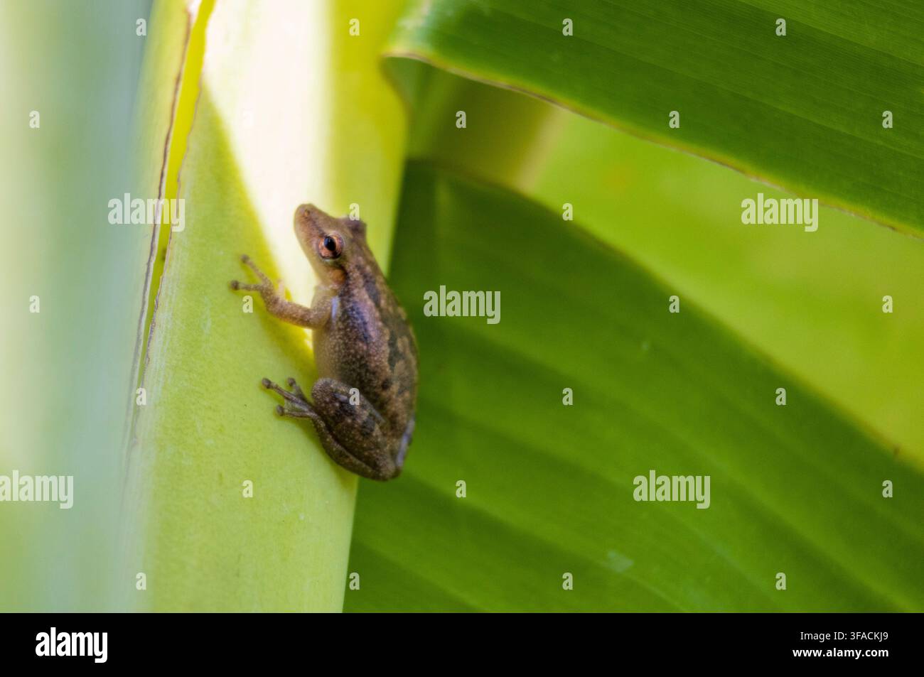 Prima vista di una minuscola rana arborea che riposa su una banana tropicale verde chiaro contro uno sfondo liscio Foto Stock