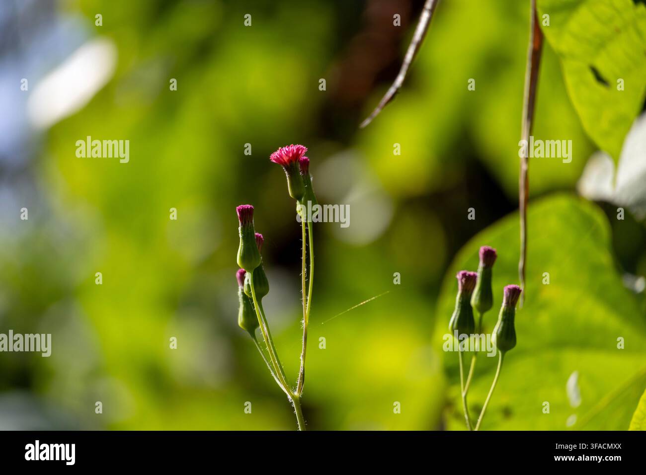 Fiori selvatici magenta in fiore con germogli verdi e una vegetazione sfocata Foto Stock