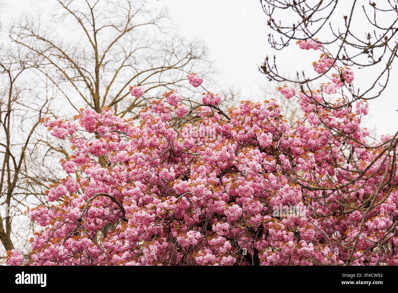 Albero di ciliegio ornamentale giapponese in piena fioritura, fitte grappoli di fiori doppi rosa, cielo nuvoloso, fotografia primaverile sakura Foto Stock