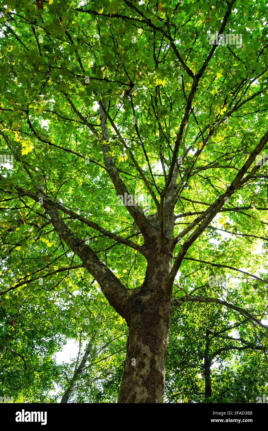 Foglie e rami verde vivace di un grande albero che si protendono verso il cielo luminoso Foto Stock