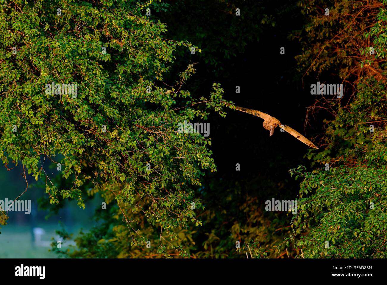 Gufo dalle orecchie lunghe (Asio otus) che trasporta un topo di campo catturato attraverso un bosco verde fino al suo luogo di riposo Foto Stock