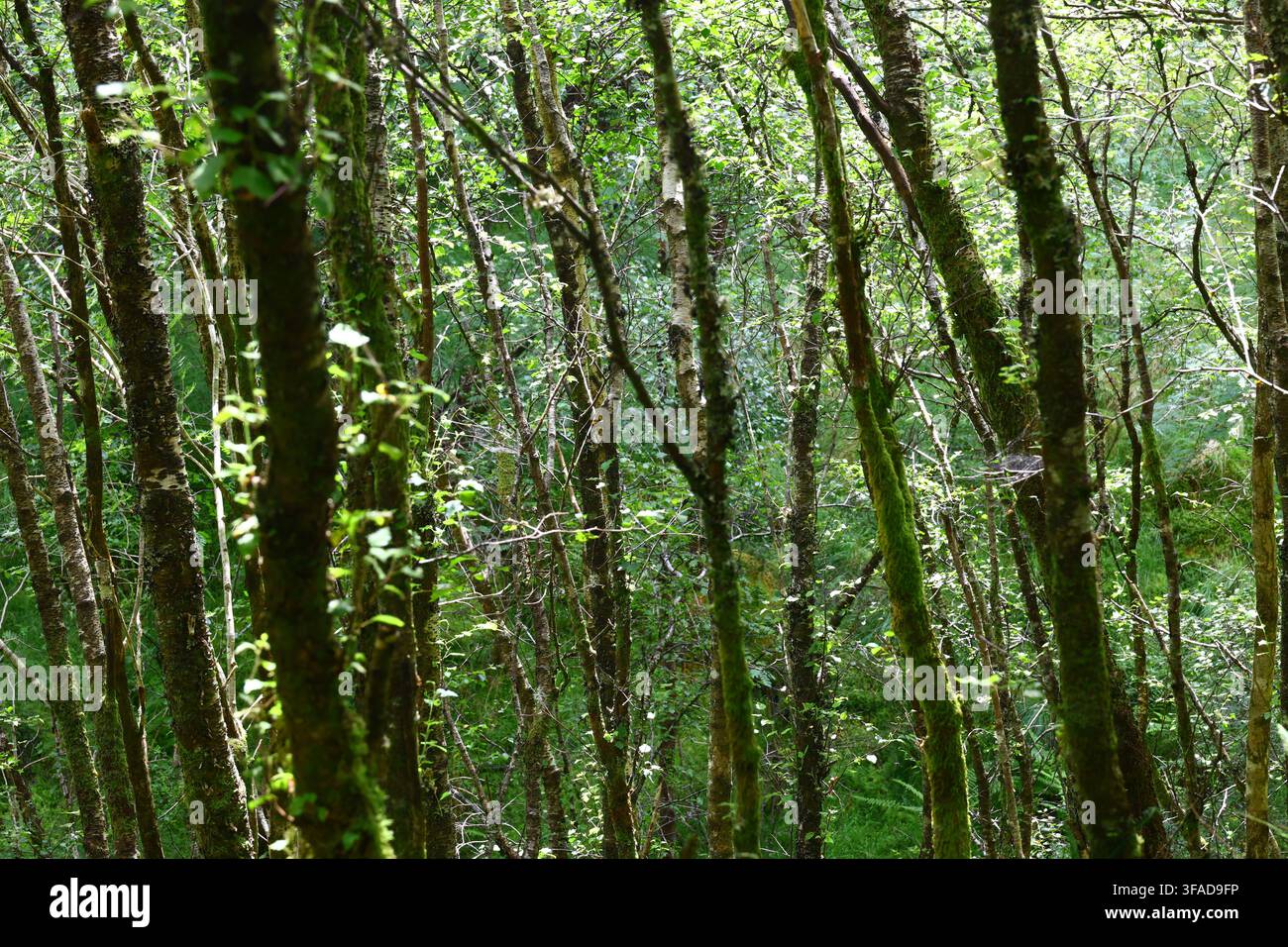 numerosi tronchi di alberi sottili ricoperti di muschio si trovano vicini mentre la luce del sole filtra attraverso la chioma. Una vegetazione verde rigogliosa e stratificata crea Foto Stock